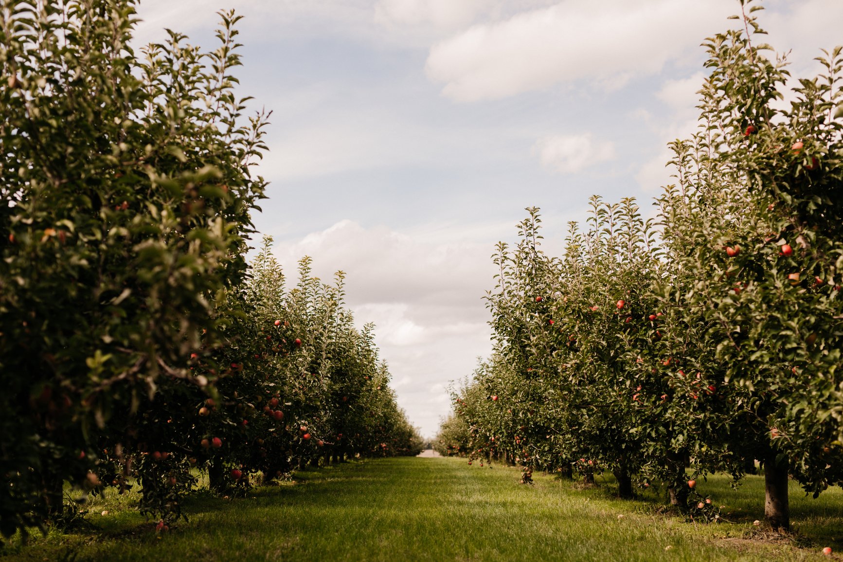 apple orchard