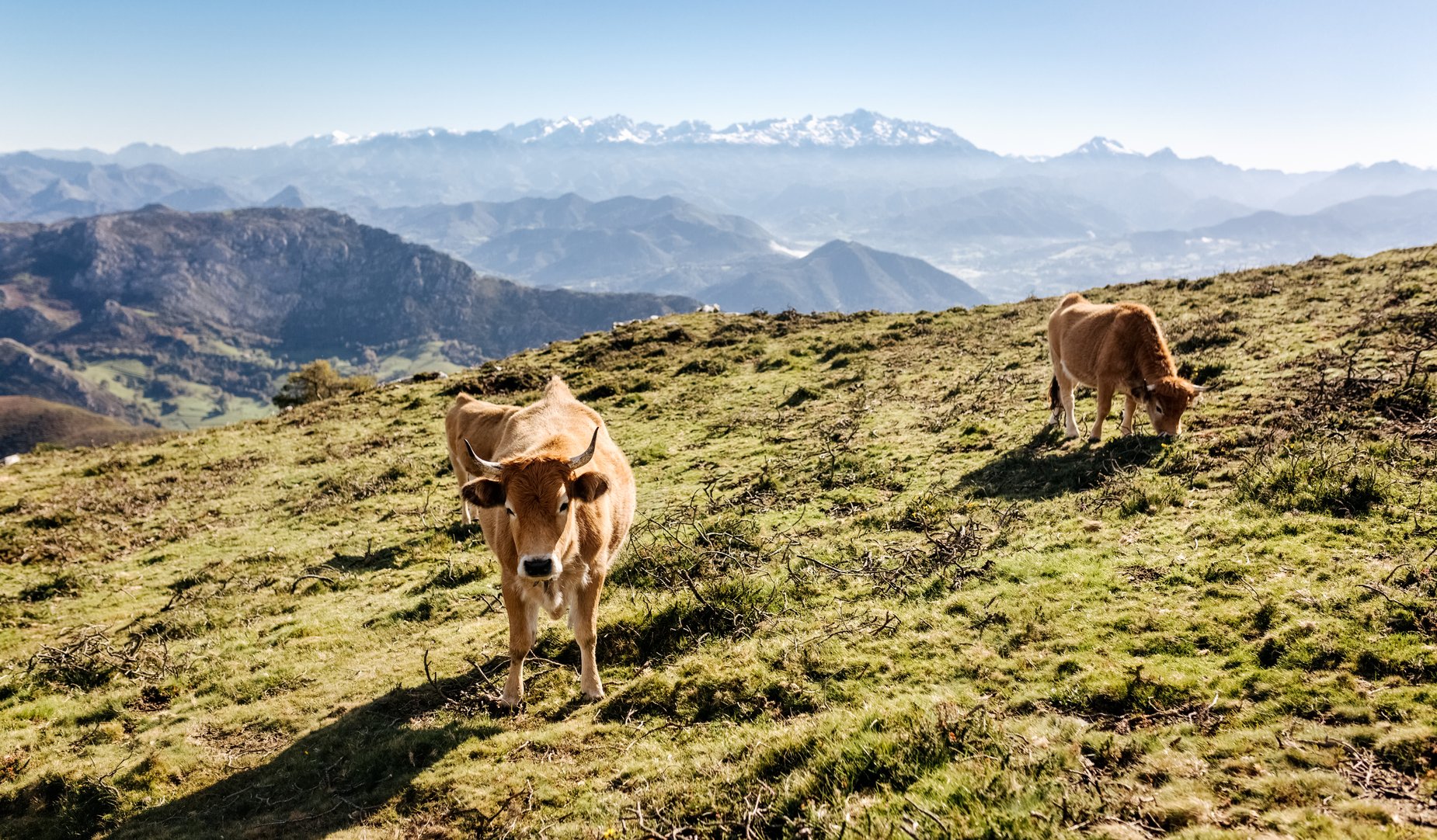 cows field