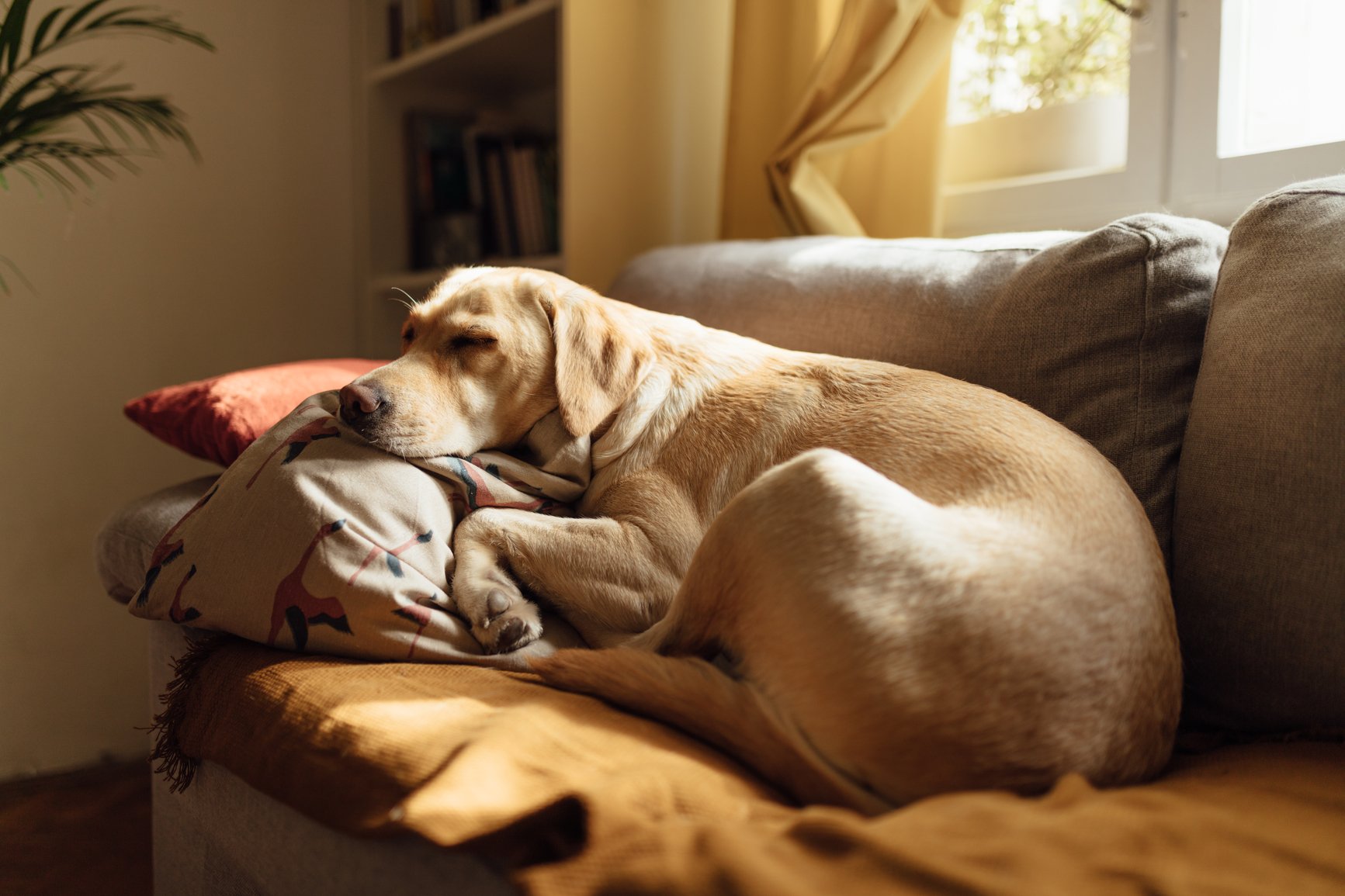 dog on sofa